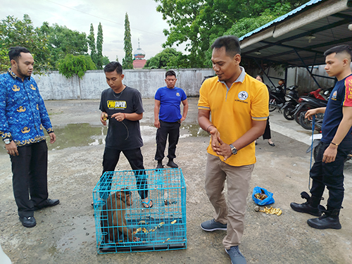 Evacuation of Macaque from Tebingtinggi, North Sumatra (April 25, 2024)